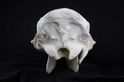 Steer Skull