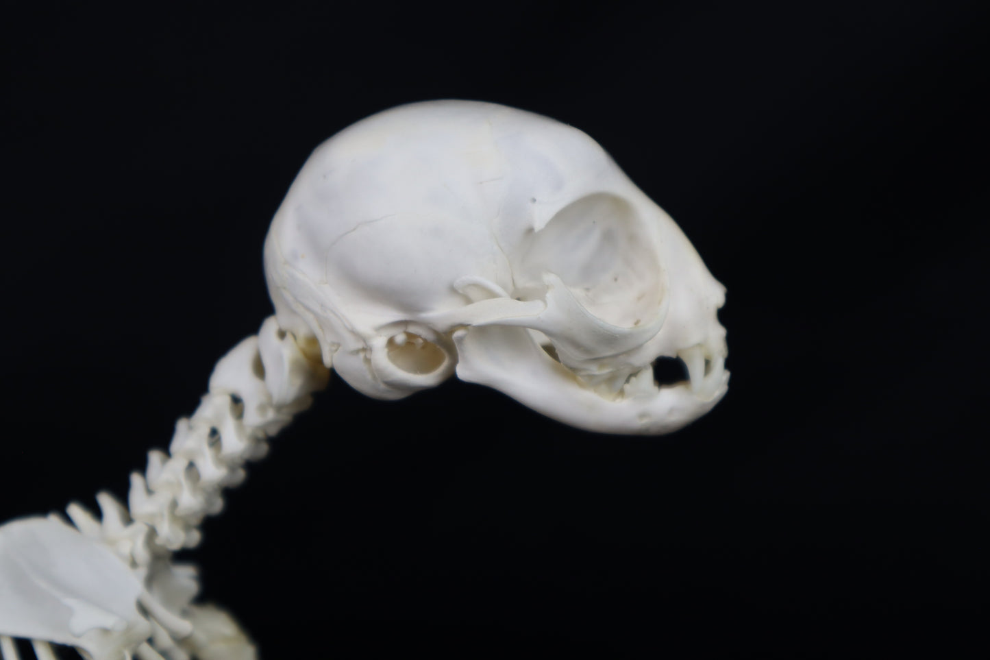 Articulated Kitten Skeleton