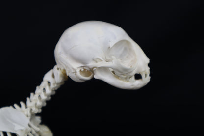 Articulated Kitten Skeleton