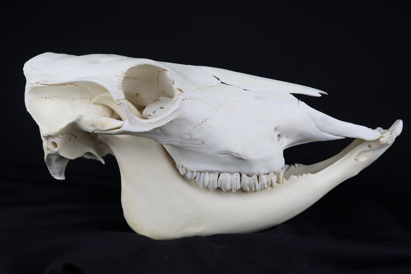 Steer Skull