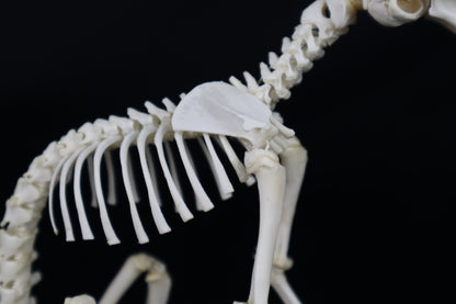 Articulated Kitten Skeleton