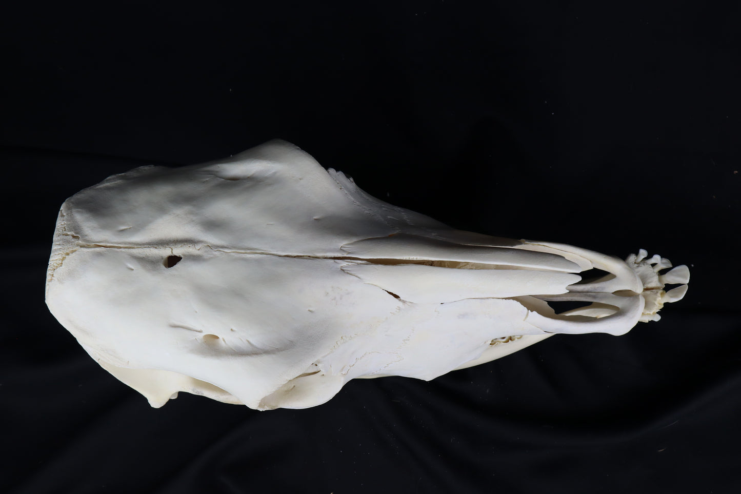 Steer Skull