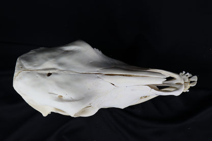 Steer Skull