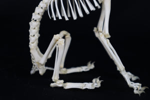 Articulated Kitten Skeleton