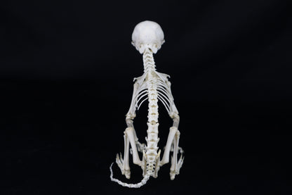 Articulated Kitten Skeleton
