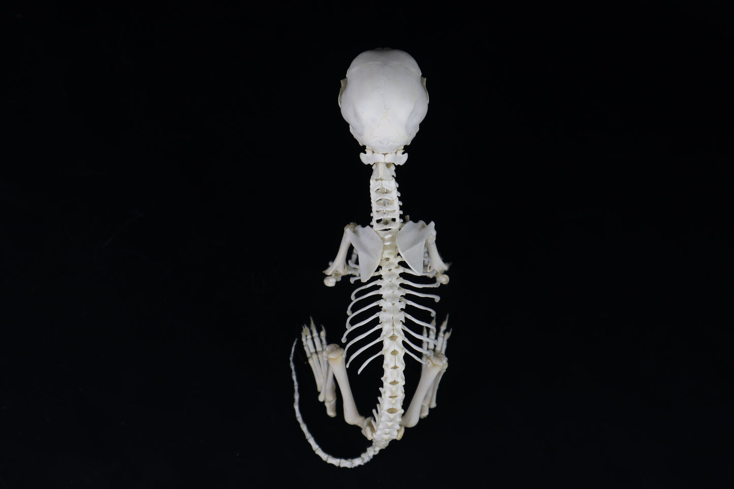 Articulated Kitten Skeleton