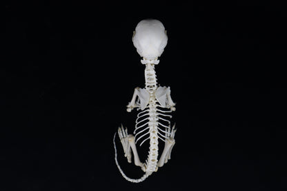 Articulated Kitten Skeleton