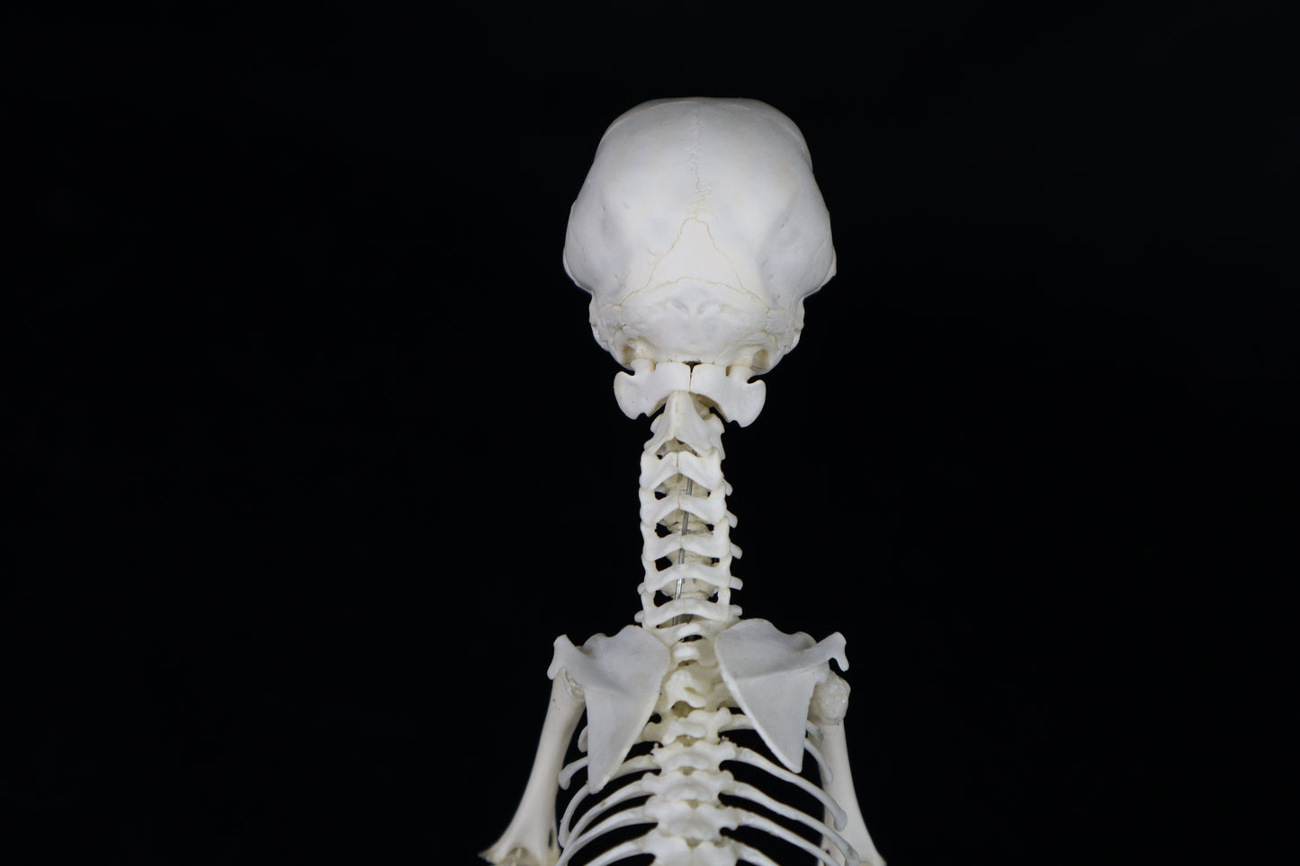 Articulated Kitten Skeleton