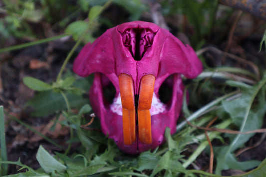 Naturally Stained Beaver Skull