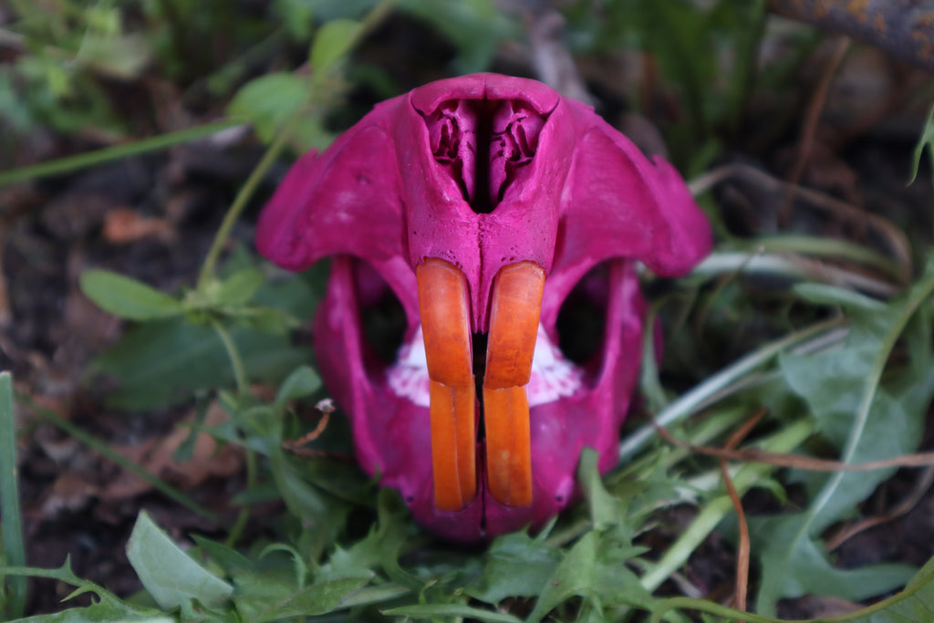 Naturally Stained Beaver Skull