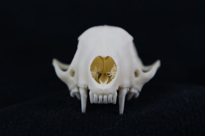Craft Skunk Skull