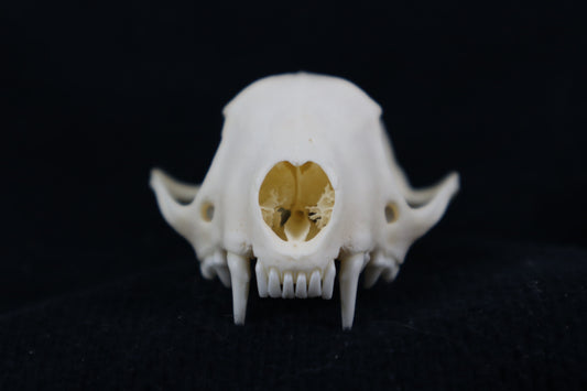 Craft Skunk Skull