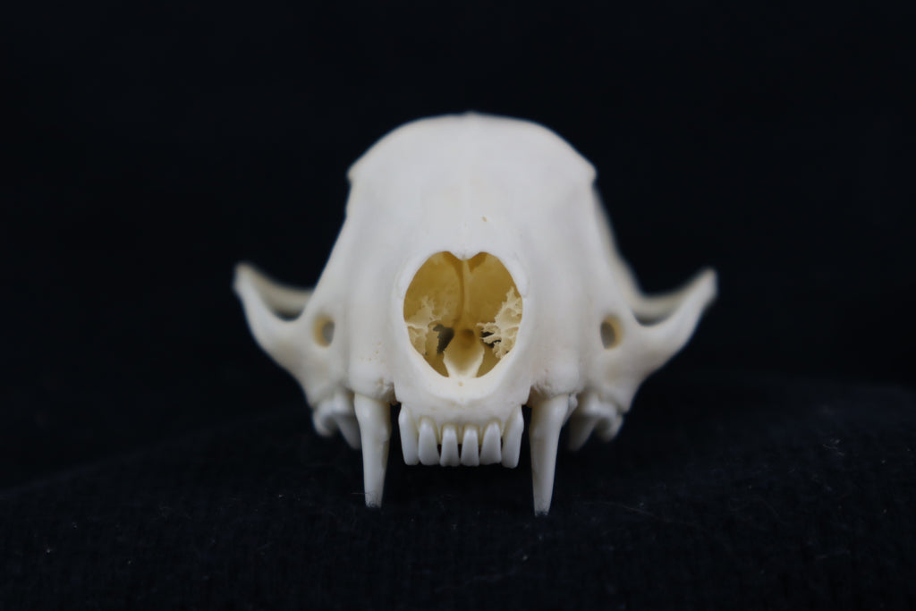 Craft Skunk Skull