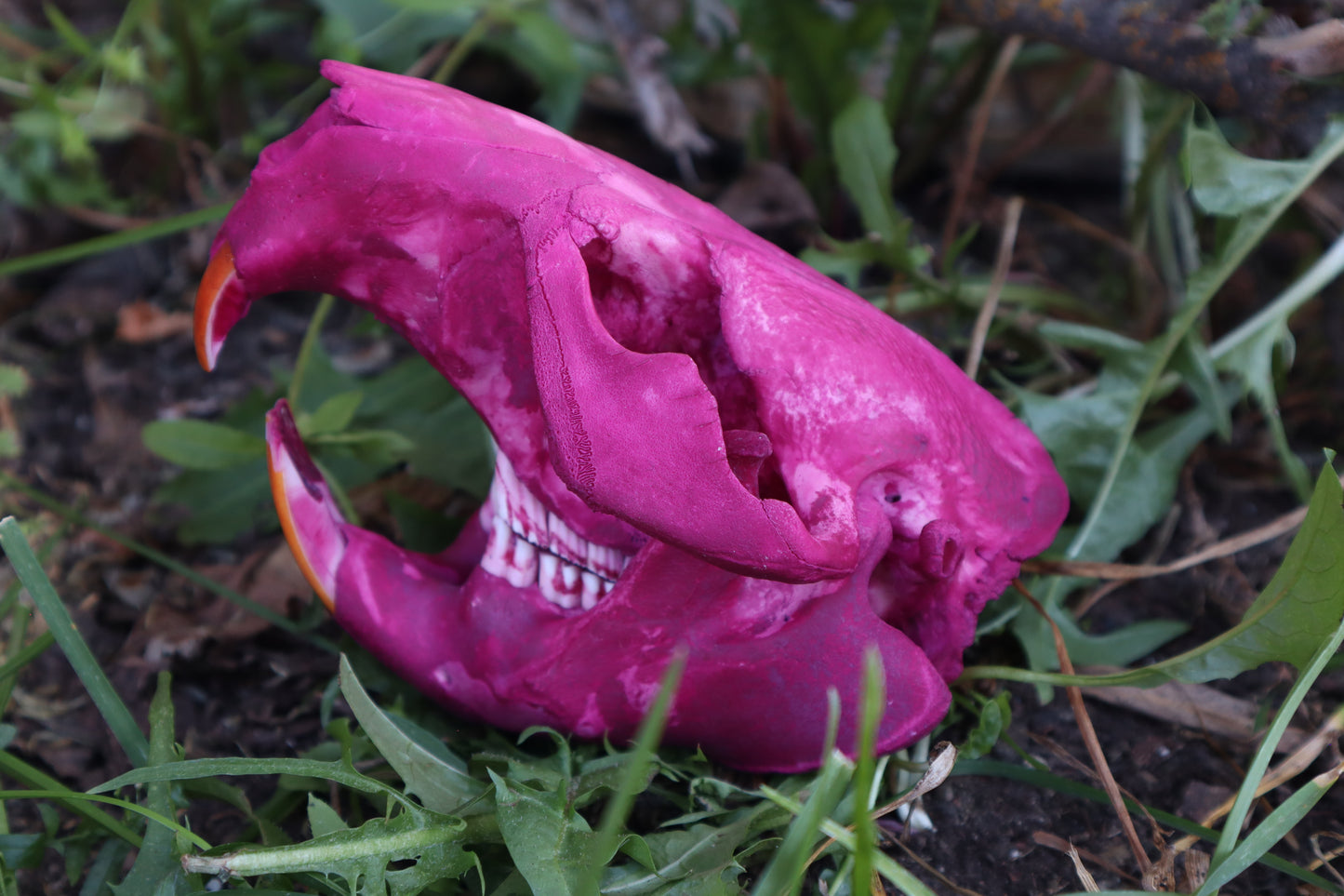 Naturally Stained Beaver Skull