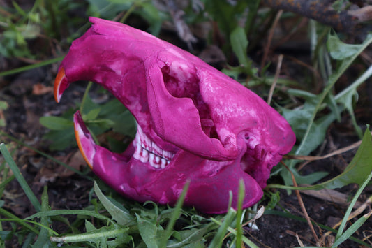 Naturally Stained Beaver Skull