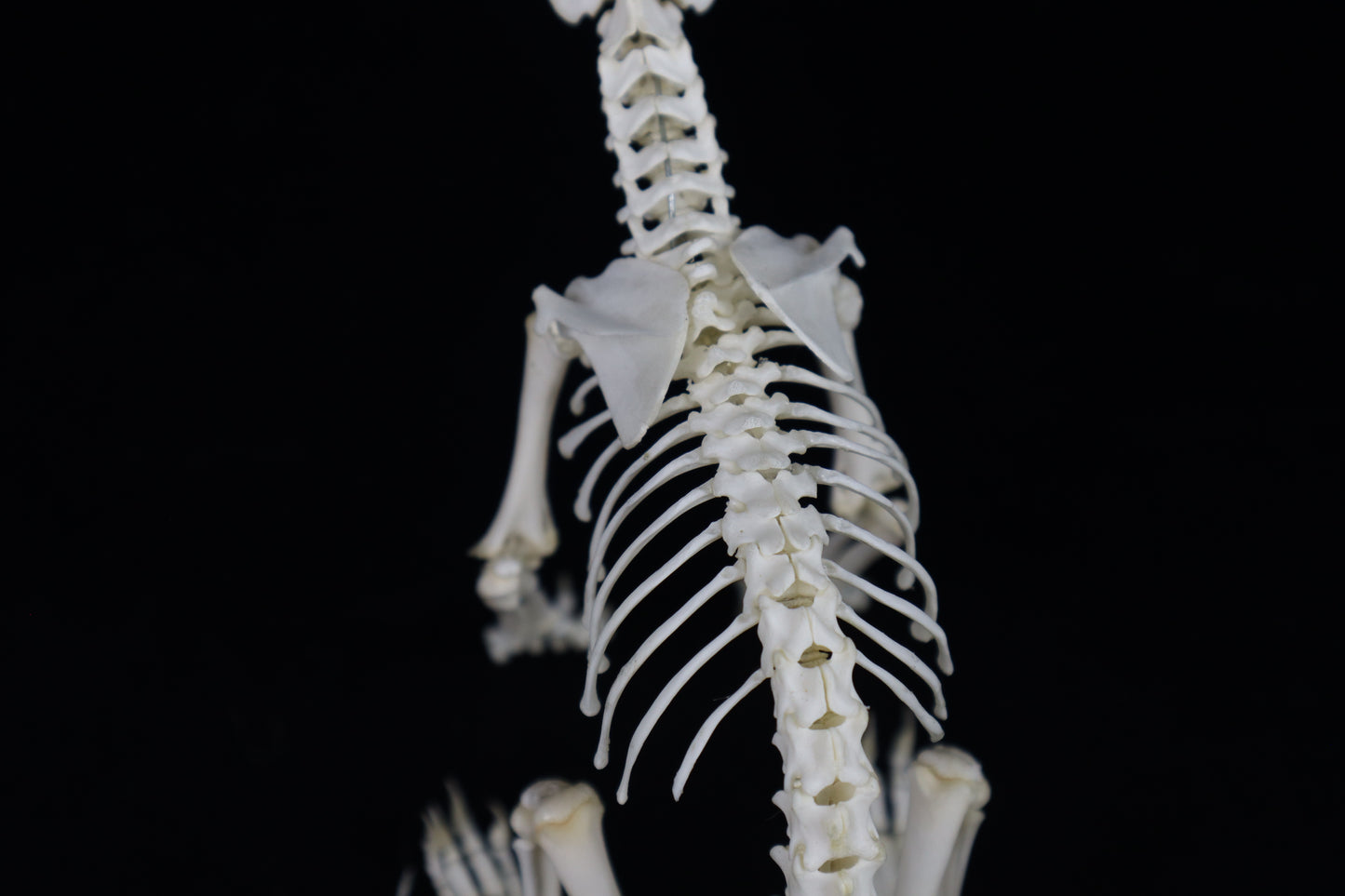 Articulated Kitten Skeleton