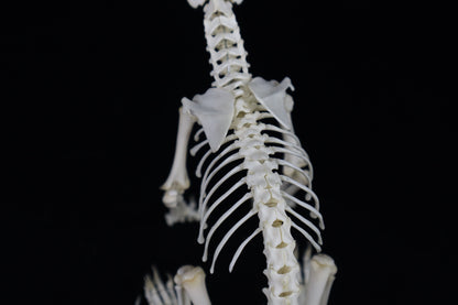 Articulated Kitten Skeleton