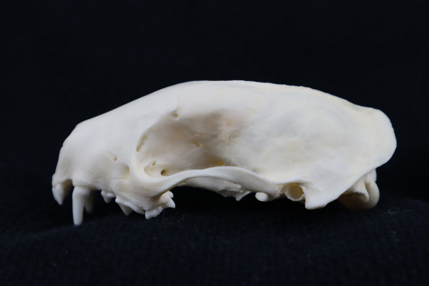 Craft Skunk Skull
