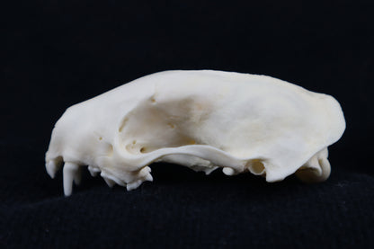 Craft Skunk Skull