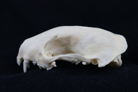 Craft Skunk Skull