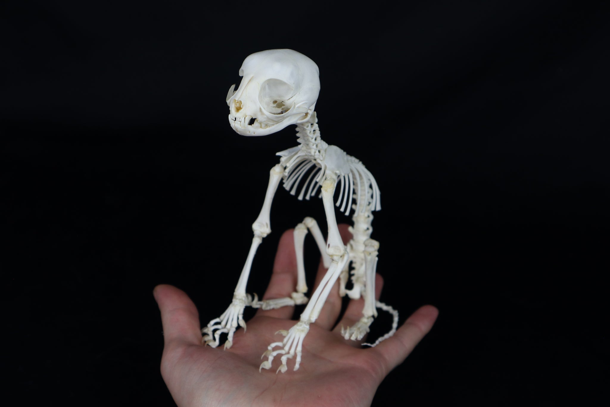 Articulated Kitten Skeleton