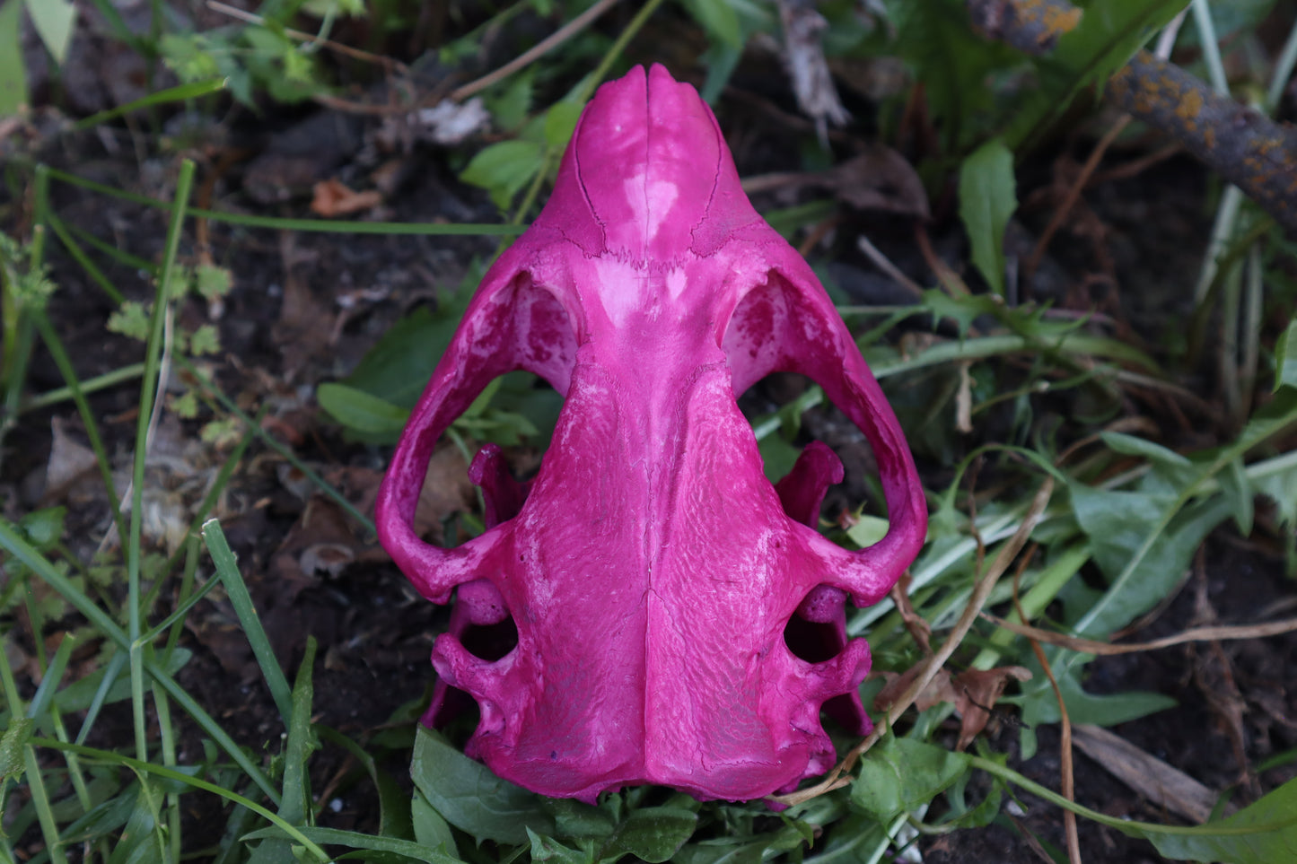 Naturally Stained Beaver Skull