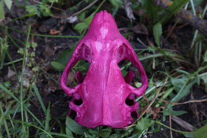 Naturally Stained Beaver Skull