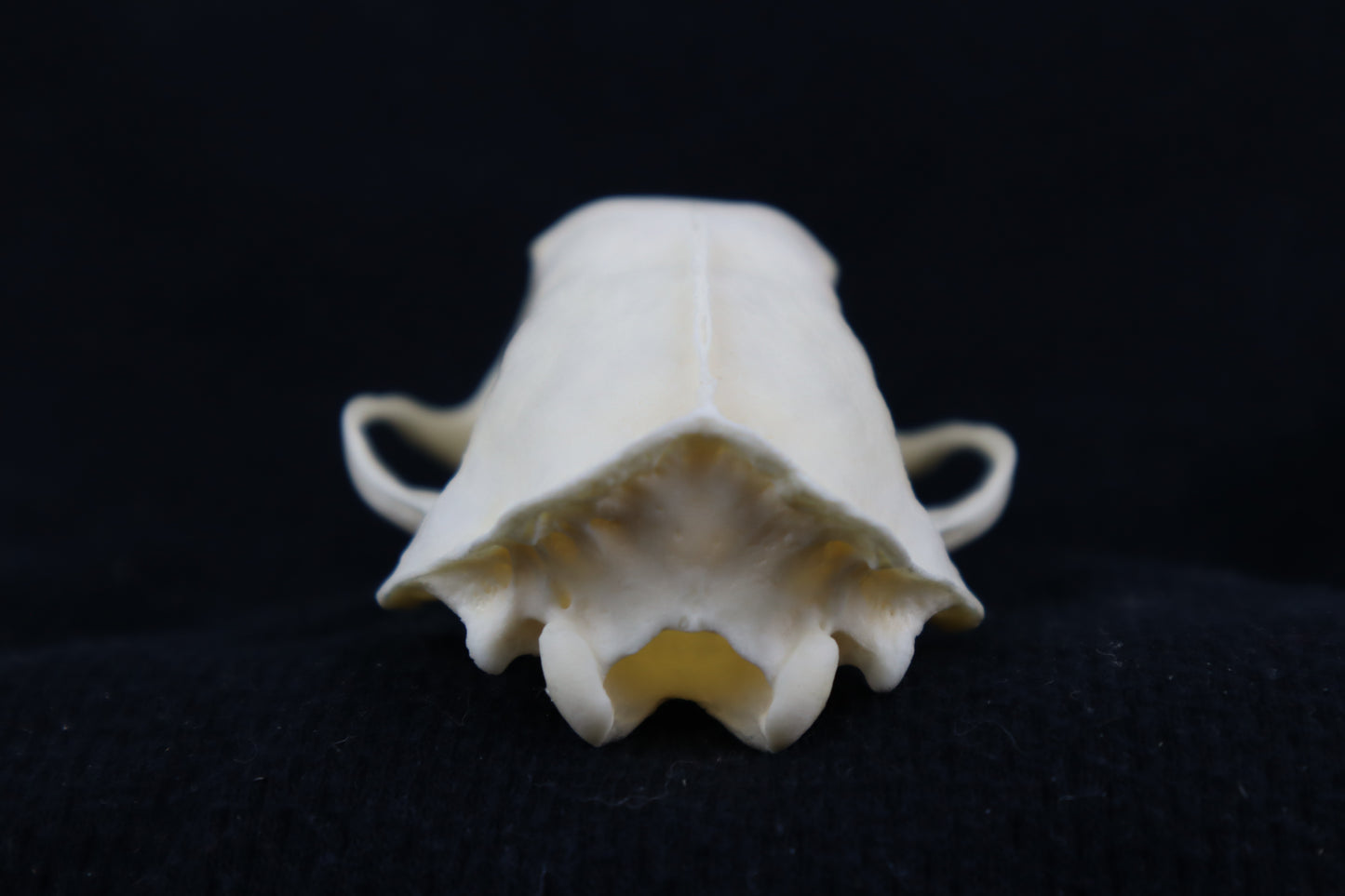 Craft Skunk Skull