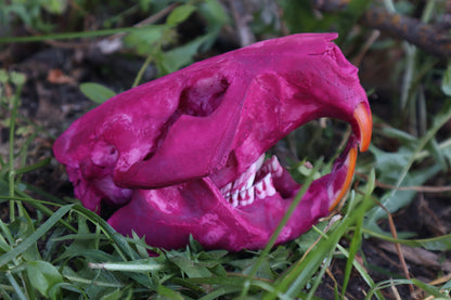 Naturally Stained Beaver Skull