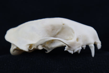 Craft Skunk Skull