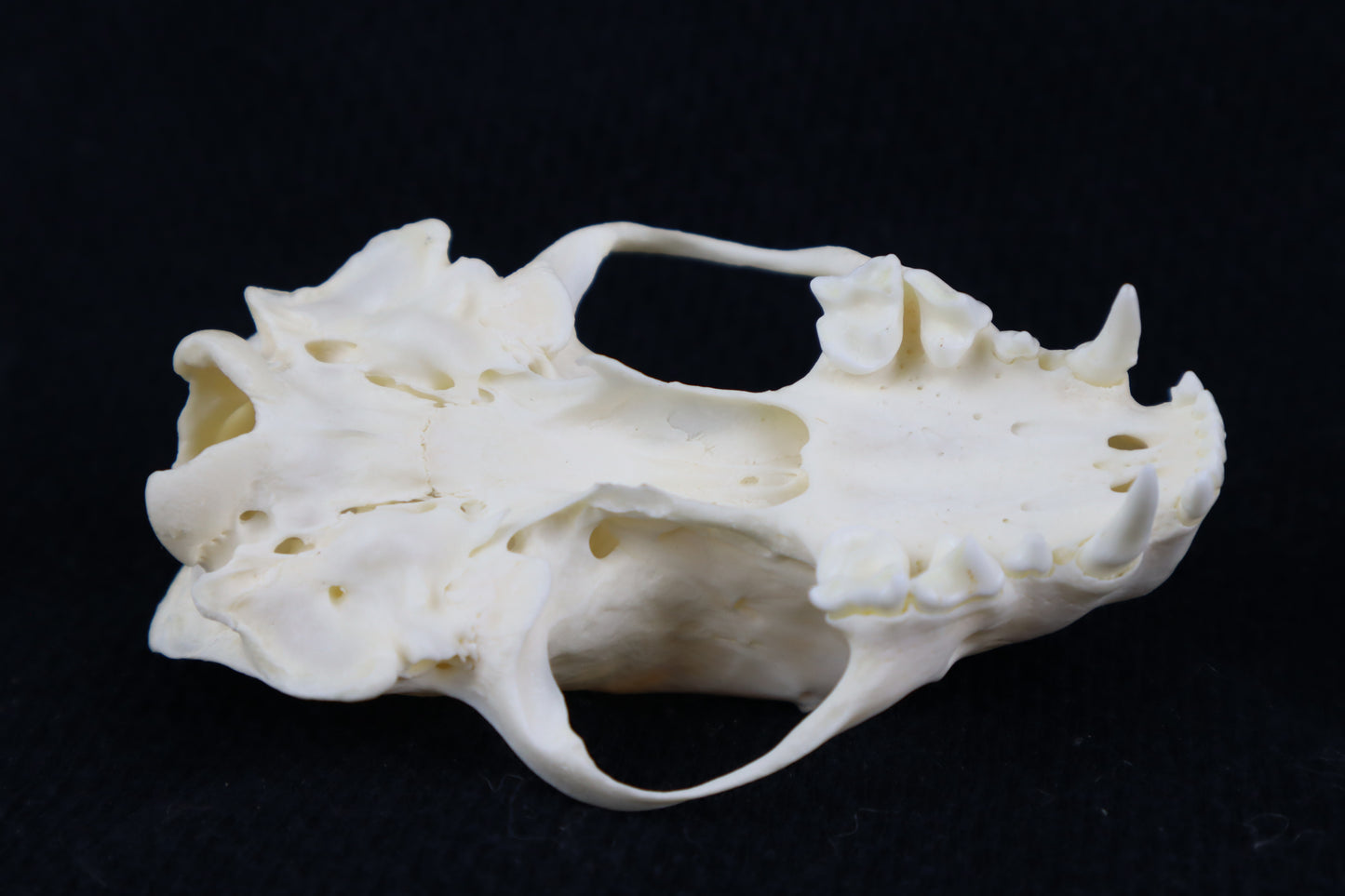Craft Skunk Skull