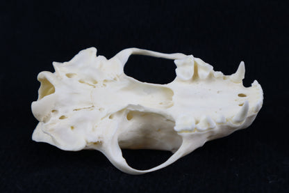 Craft Skunk Skull