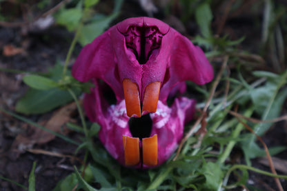 Naturally Stained Beaver Skull