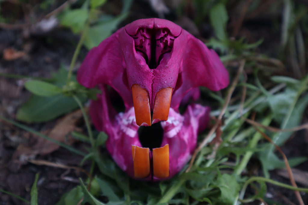 Naturally Stained Beaver Skull