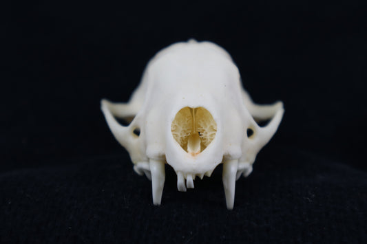 Craft Skunk Skull