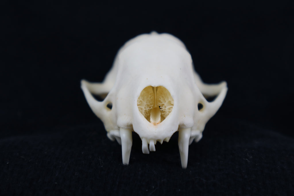 Craft Skunk Skull