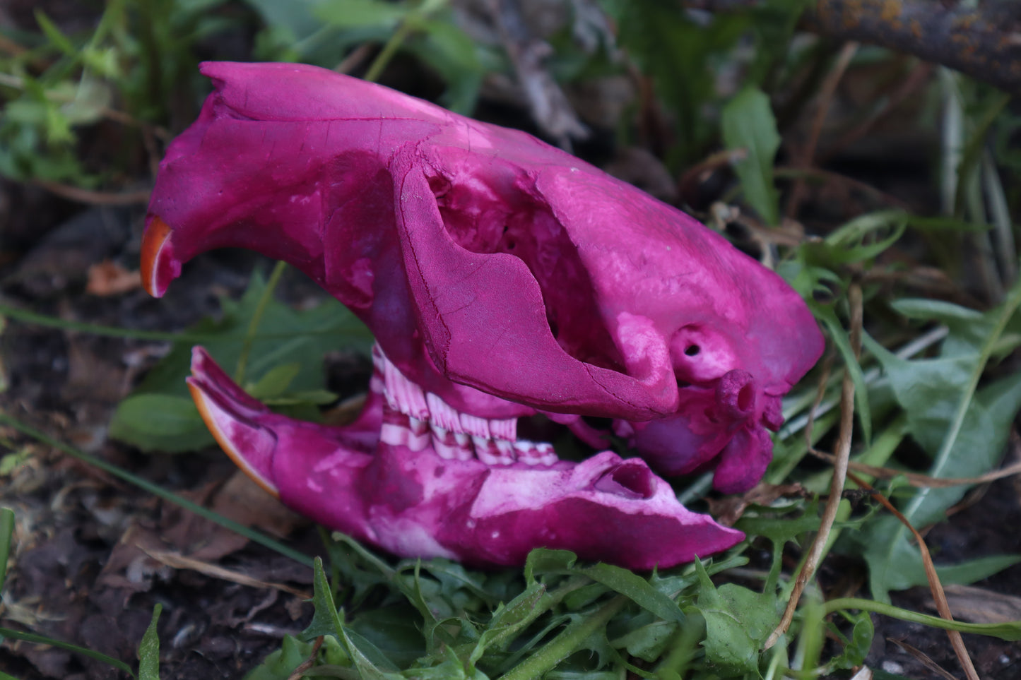 Naturally Stained Beaver Skull