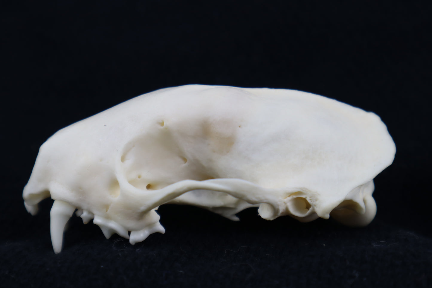 Craft Skunk Skull