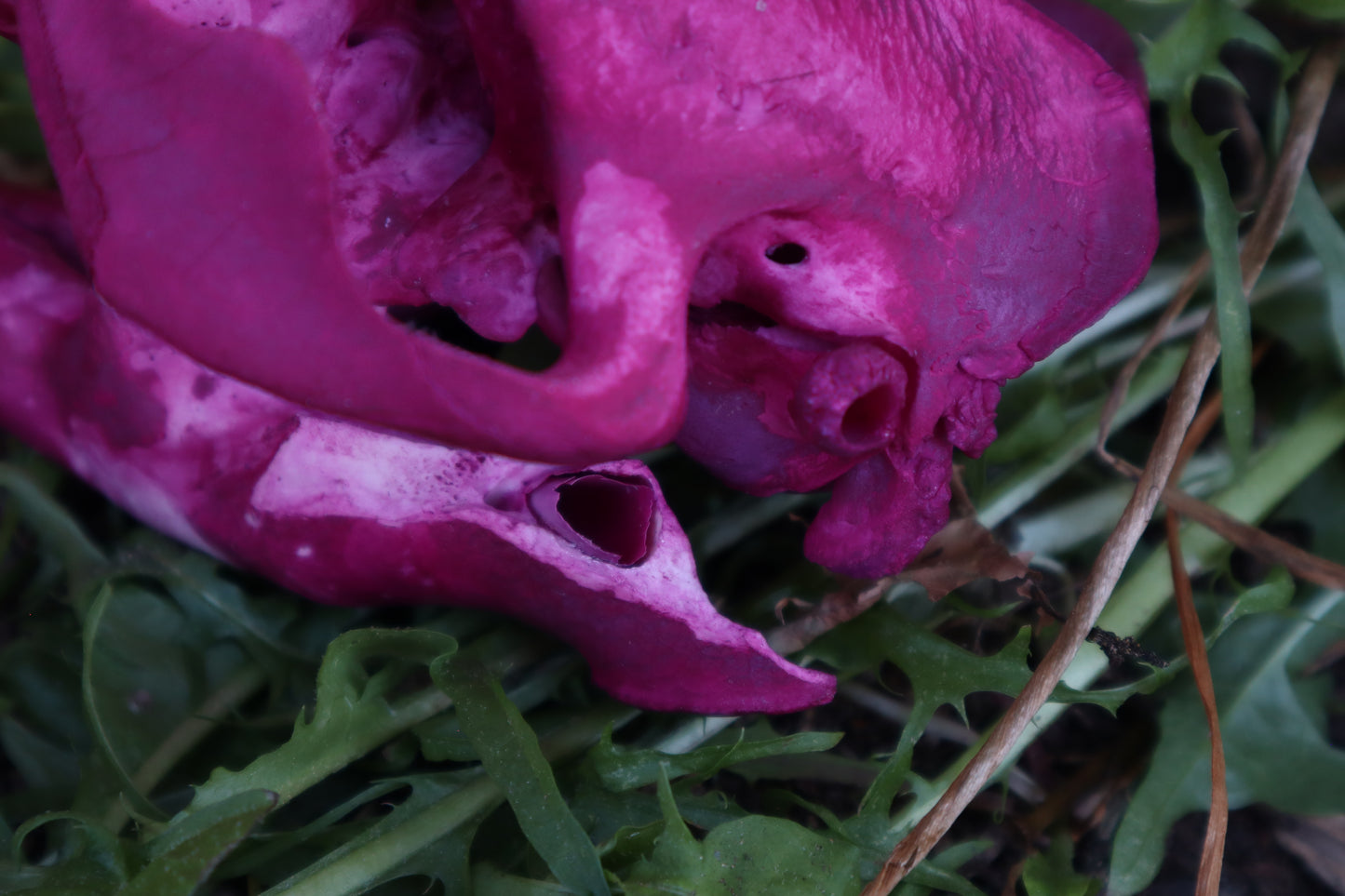 Naturally Stained Beaver Skull