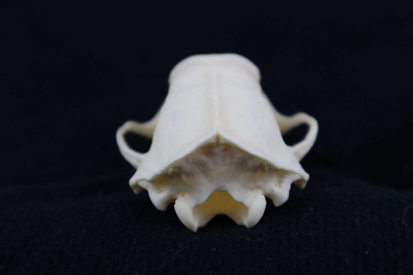 Craft Skunk Skull