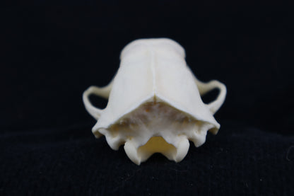 Craft Skunk Skull