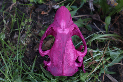 Naturally Stained Beaver Skull