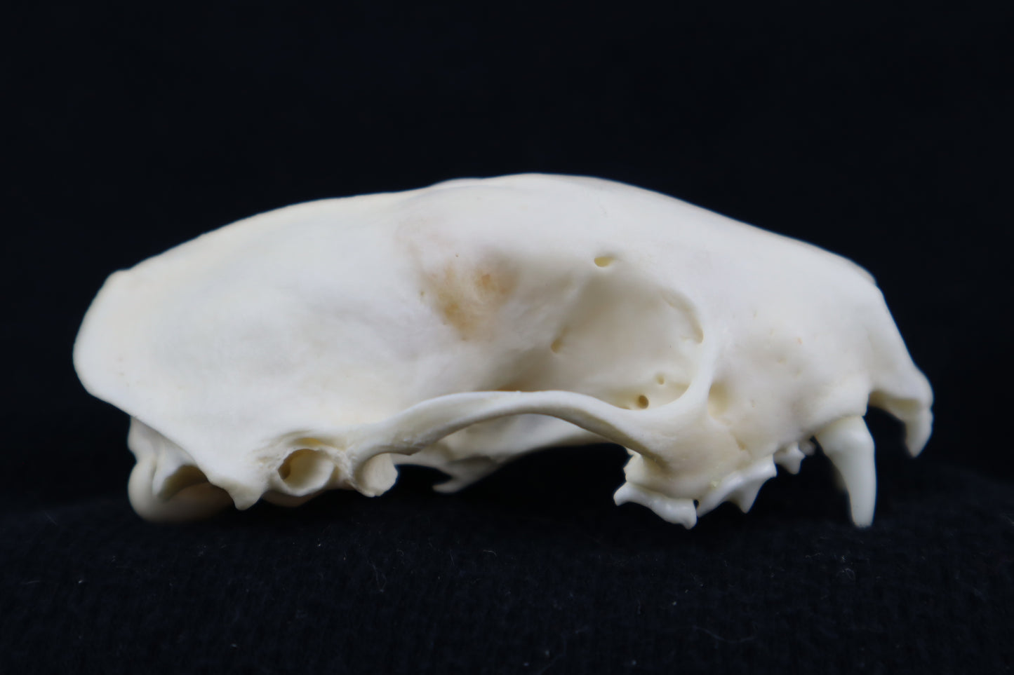 Craft Skunk Skull