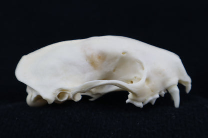 Craft Skunk Skull