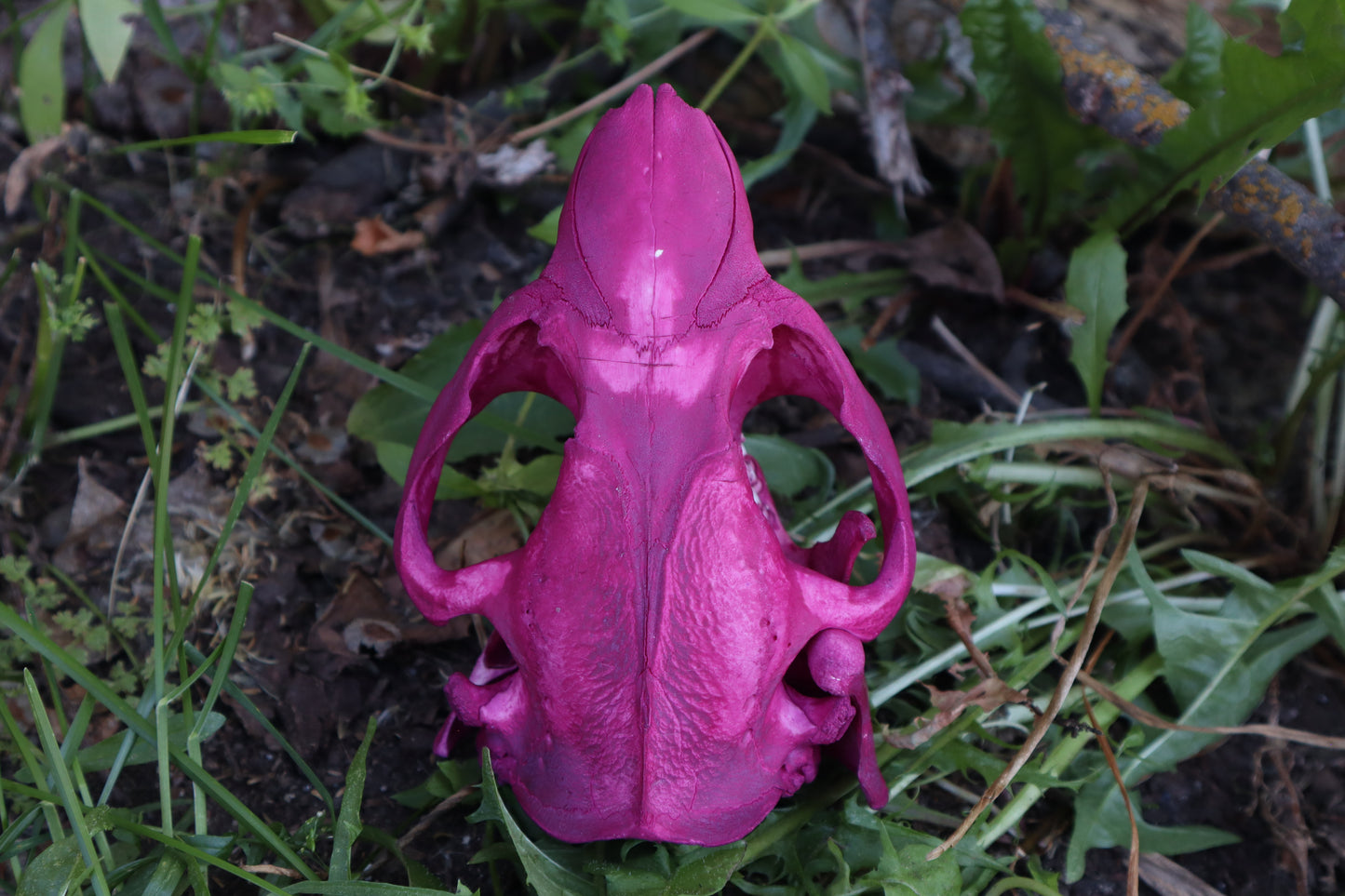 Naturally Stained Beaver Skull