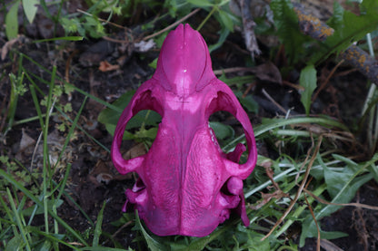 Naturally Stained Beaver Skull