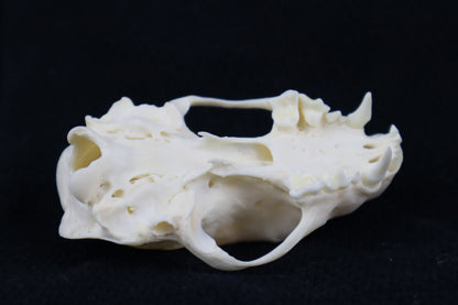 Craft Skunk Skull