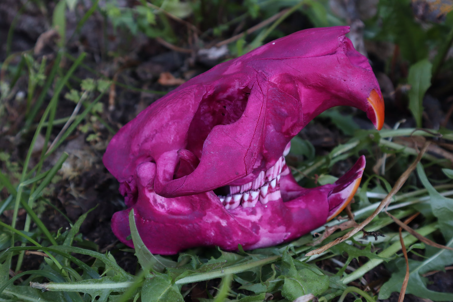 Naturally Stained Beaver Skull