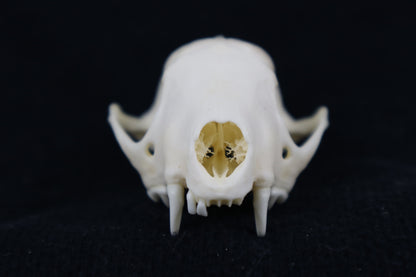 Craft Skunk Skull