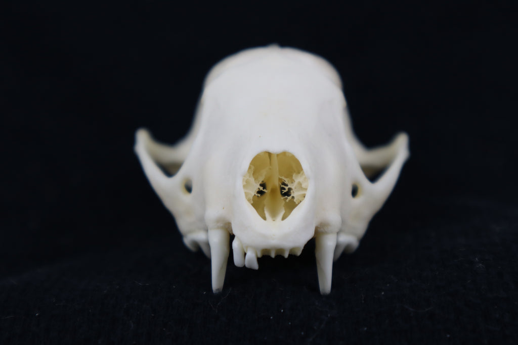 Craft Skunk Skull